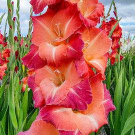 Gladiolus Ocaso