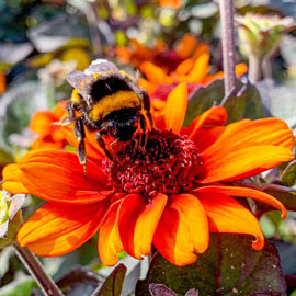 False Sunflower Luna Roja