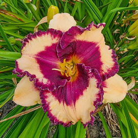 Daylily Tropical Surprise