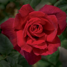 Chrysler Imperial Hybrid Tea Rose 