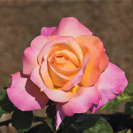 Chicago Peace Hybrid Tea Rose 