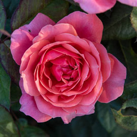 Miss Manners<sup>™</sup> Grandiflora Rose 