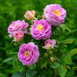 Arctic Blue<sup>™</sup> Floribunda Rose