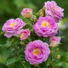 Arctic Blue<sup>™</sup> Floribunda Rose