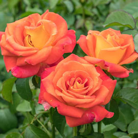 Burst of Joy<sup>™</sup> Floribunda Rose