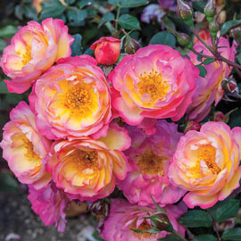 Rainbow Happy Trails<sup>™</sup> Groundcover Rose