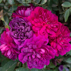 Sultry Night<sup>™</sup> Shrub Rose 