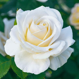 Easy Spirit<sup>™</sup> Floribunda Rose 