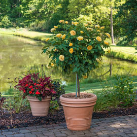 Rose Tree Julia Child