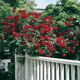 Dublin Bay Climbing Rose 