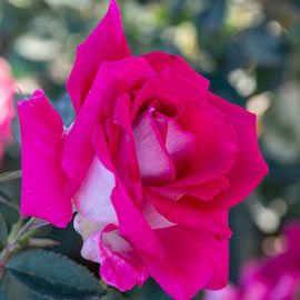 Picture Perfect<sup>™</sup> Hybrid Tea Rose