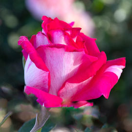 Picture Perfect<sup>™</sup> Hybrid Tea Rose