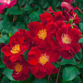 Top Gun<sup>™</sup> Shrub Rose