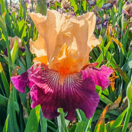 Reblooming German Iris Dark Before Dawn