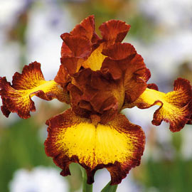 German Iris Bee My Honey