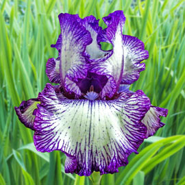 Reblooming German Iris Double Shot