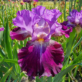 German Iris Sew Little Time