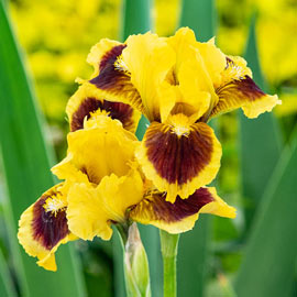 Dwarf German iris Ultimate