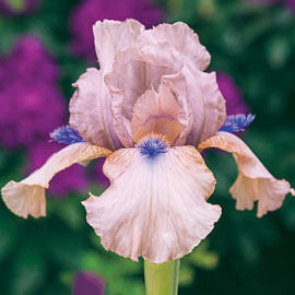 Reblooming German Iris Concertina