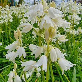 White Wood Hyacinth