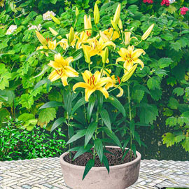 Gold Fever Dwarf Oriental Lily