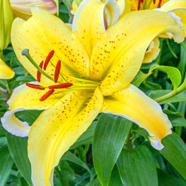 Gold Fever Dwarf Oriental Lily