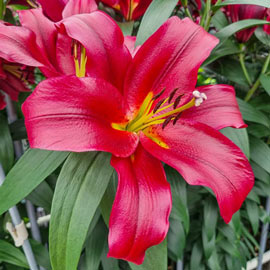 Giant Orienpet Lily Red Flash