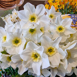Jonquilla Daffodil Lieke