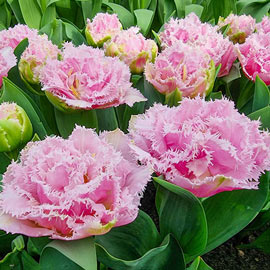 Double Fringed Tulip Perth