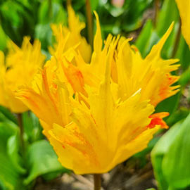 Darwin Hybrid Tulip Golden Leo