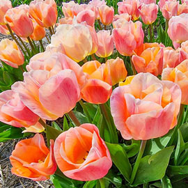 Triumph Tulip Jeu d'Amour