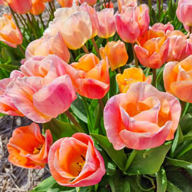 Triumph Tulip Jeu d'Amour