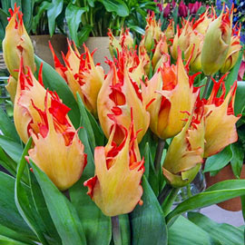Darwin Hybrid Tulip Robbedoes