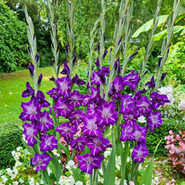 Gladiolus Hallowy