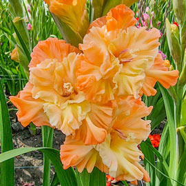 Gladiolus The Great Queen Elizabeth