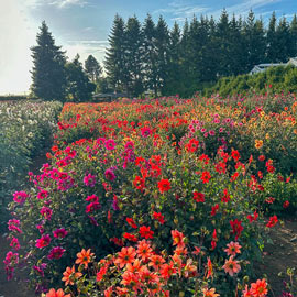 Improved Beeline Dahlia Mixture