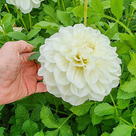 Decorative Dahlia Bride To Be