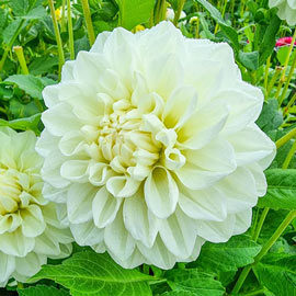 Decorative Dahlia Bride To Be