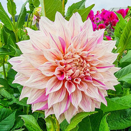 Dinnerplate Dahlia Cafe au Lait Twist