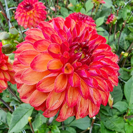 Decorative Dahlia Ding a Dong