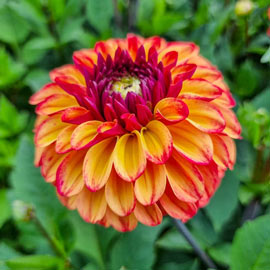 Decorative Dahlia Ding a Dong