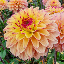 Decorative Dahlia Gelia