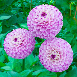 Ball Dahlia Genova