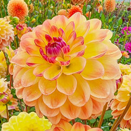 Decorative Dahlia Jowey Julie