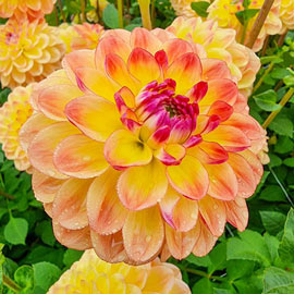 Decorative Dahlia Jowey Julie