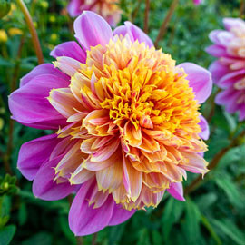 Powder-Puff Dahlia Life Style