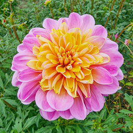 Powder-Puff Dahlia Life Style