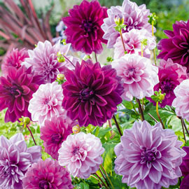 Three of Hearts Dahlia Trio