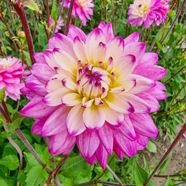 Decorative Dahlia Luka Johanna