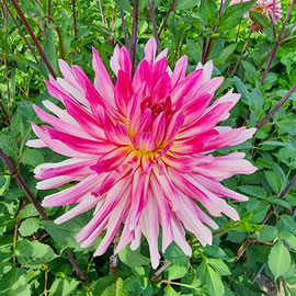 Cactus Dahlia Mingus Julie